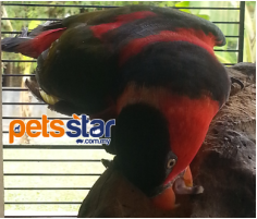 Black-capped Lory